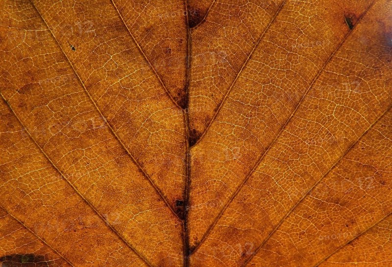 Full frame close up of an orange brown autumn leaf showing veins and cells