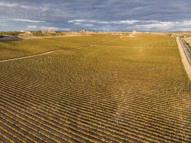 Field of vines, Aranda de Duero, Burgos province, Spain, Europe