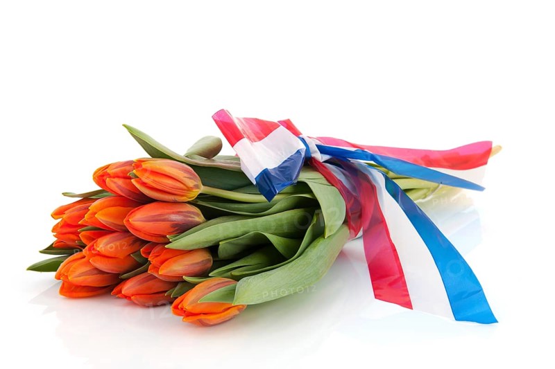 Dutch orange tulips with red white and blue ribbon