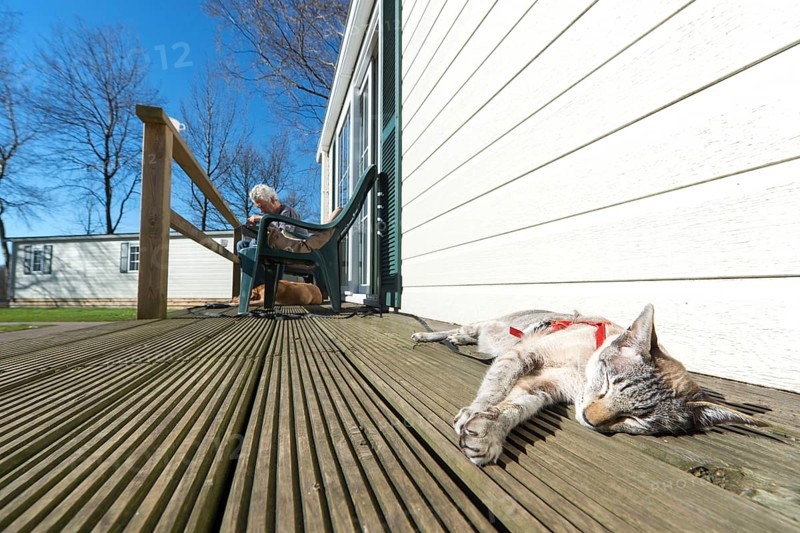 Cat on vacation in a holiday home