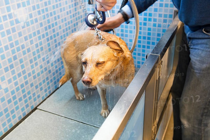Washing the dog in the doggy douche