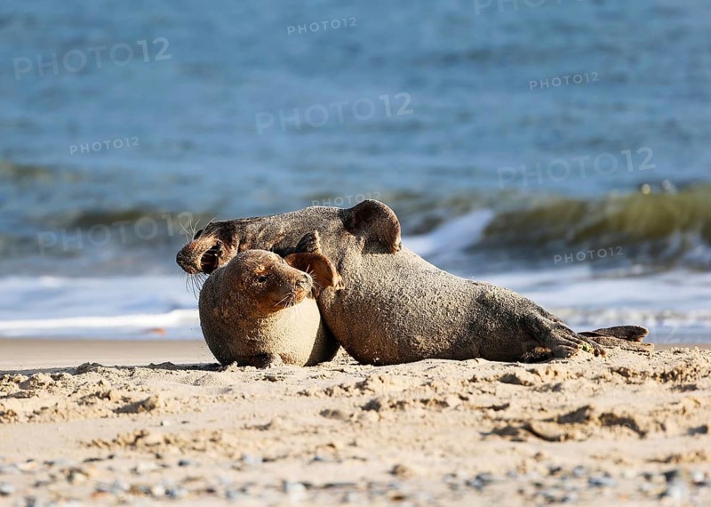 Grey seal (Halichoerus grypus), Heligoland, Schleswig-Holstein, Germany, Europe