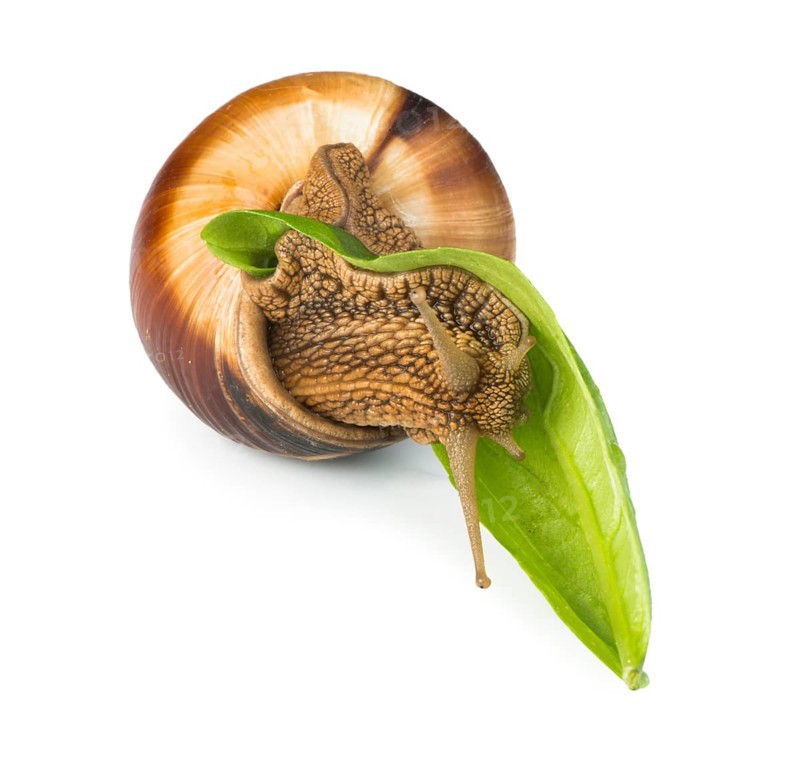 Snail and green leaf. White isolated studio shot