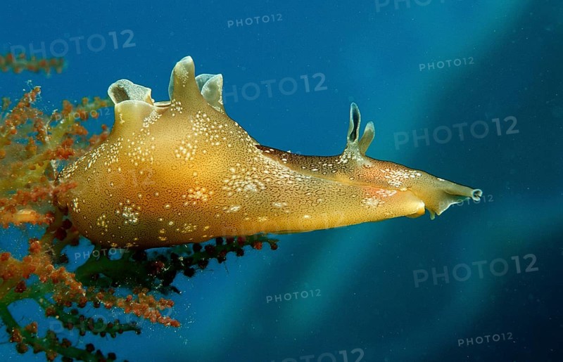 Small spotted lumpfish, Aplysia rosea, Croatia, Istria, Mediterranean Sea, Europe