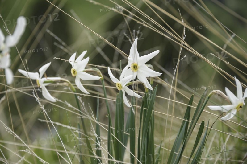 Poet's daffodil (Narcissus poeticus), Col de Ordino, La Vella, Andorra, Andorra, Europe