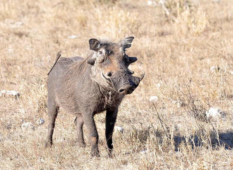 A warthog (phacochoerus aethiopicus) in the Kruger Park, South Africa, Africa
