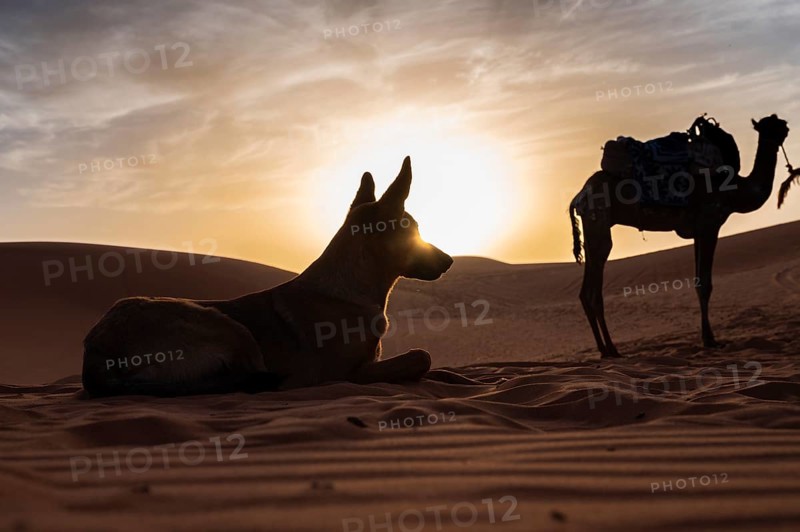 Dog and camel at the desert during sunset with blue and yellow sky, Morocco, Africa
