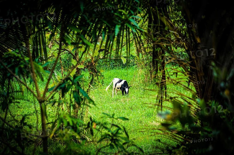 Cattle standing in Sri Lanka of grassland. Shooting Location: Sri Lanka