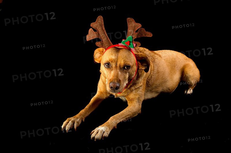 Happy cross breed Christmas dog on black background