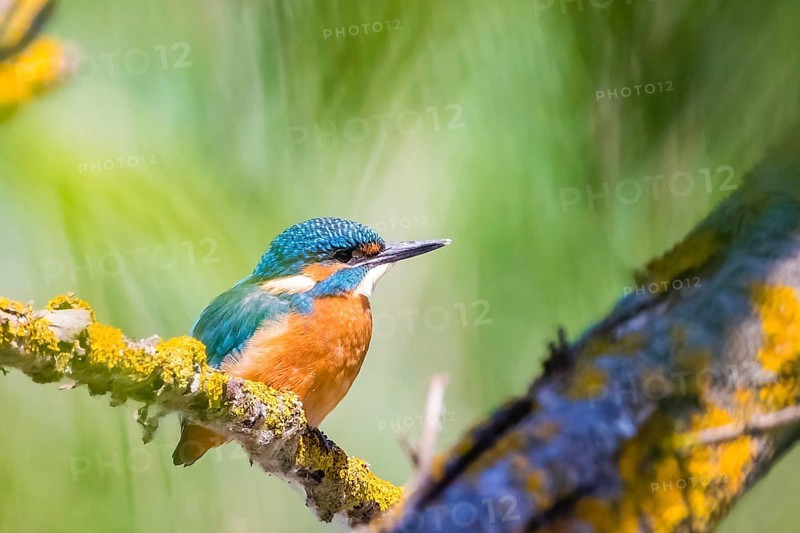 A common kingfisher (Alcedo atthis), River Kingfisher, Lower Saxony, Federal Republic of Germany