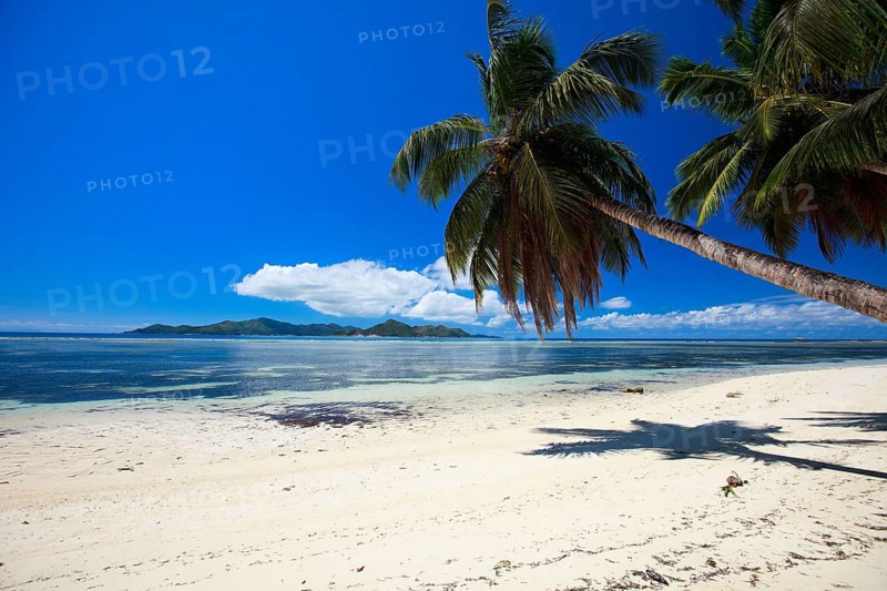 La Digue, Palm tree beach, Seychelles, Indian Ocean, Palm trees, La Digue, Indian Ocean, Seychelles, Africa