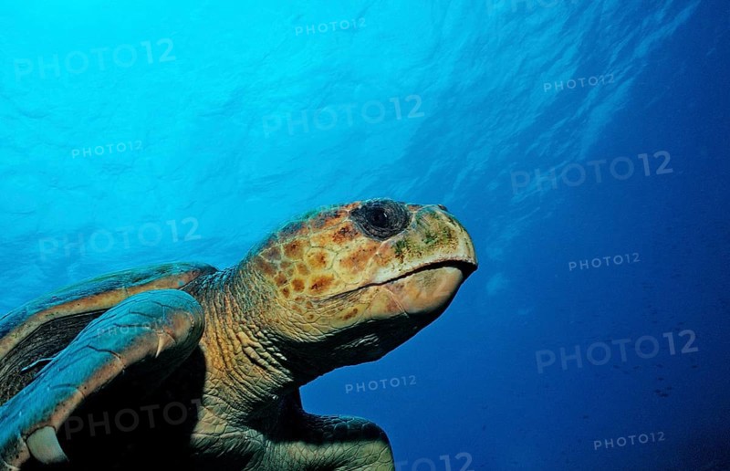 Loggerhead sea turtle, Caretta caretta, Netherlands Antilles, Bonaire, Caribbean, Caribbean Sea