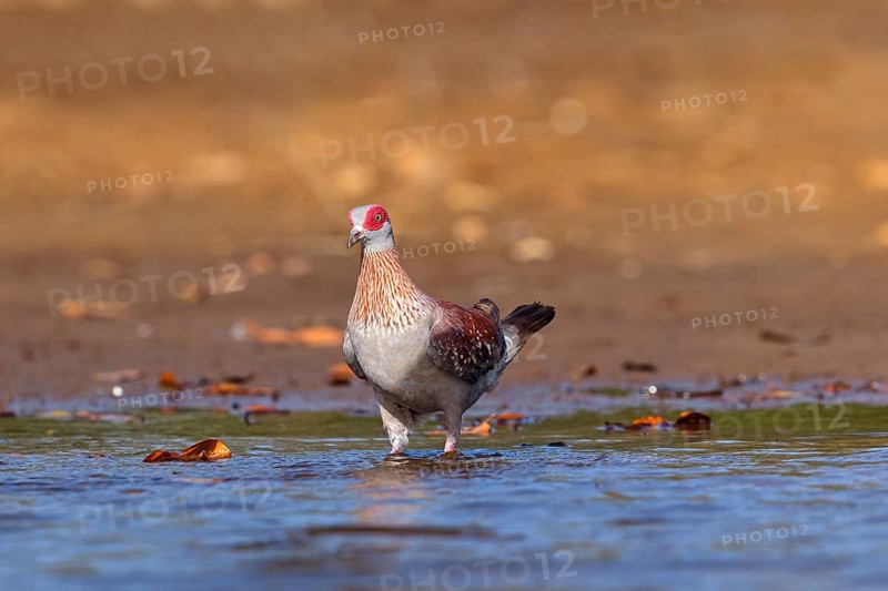 Africa, Gambia, speckled pigeon (Columba guinea), Pigeon roussard, Paloma de Guinea, Pigeon, Pigeons, Marakissa River Camp Canoe tri, Marakissa, South Bank, Gambia, Africa