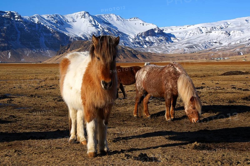 Iceland, Europe, Icelandic horses on Heimaway, volcanic island, (Equus ferus caballus), Heimaway, Europe