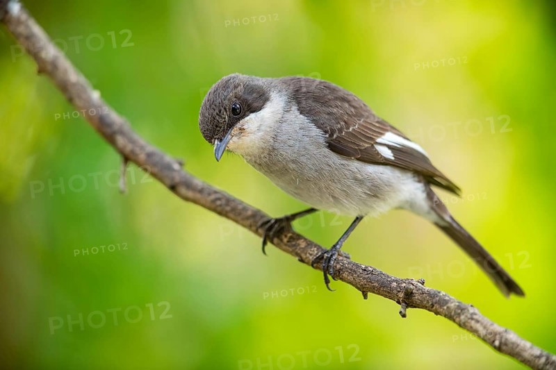 Sigelus silens, Fiscal Flycatcher, Gobemouche fiscal, Papamoscas fiscal, Garden Route National Park, Wilderness Section, Wilderness, Western Cape, South Africa, Africa