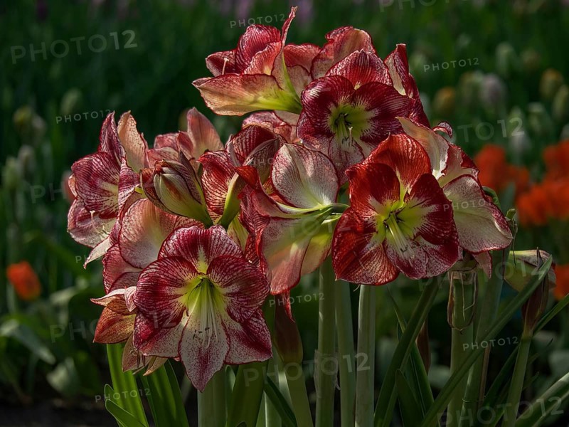 Close-up of red Hippeastrum flowers blooming in nature in spring, Amsterdam, Netherlands