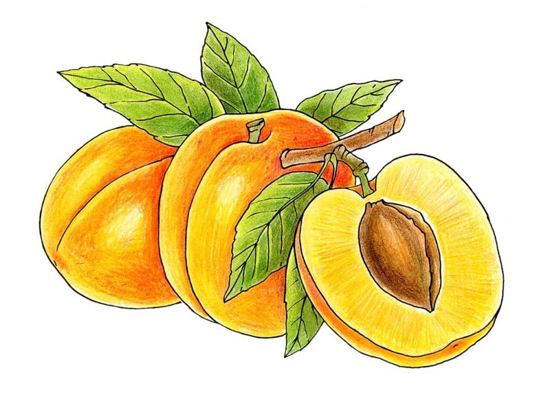 Three juicy peaches isolated on white background