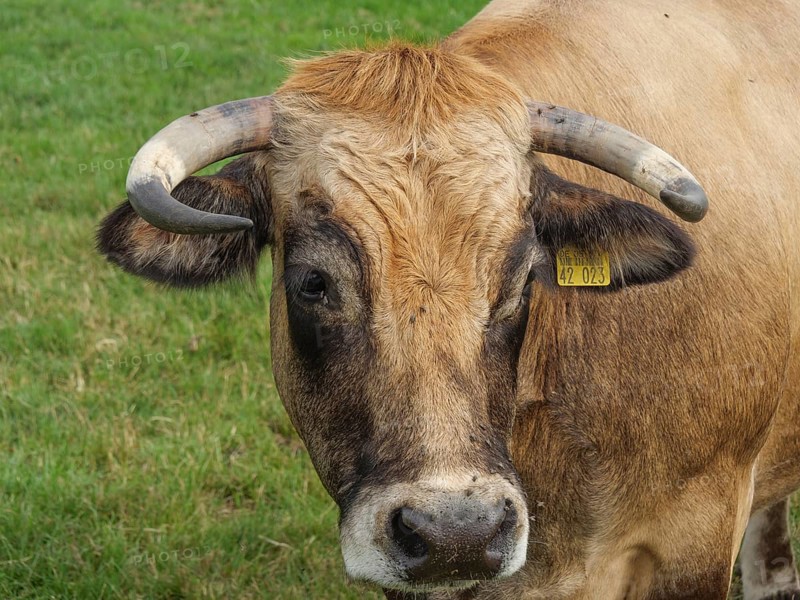 Close-up of the head of a bull with ear tag, Velen, North Rhine-Westphalia, Germany, Europe
