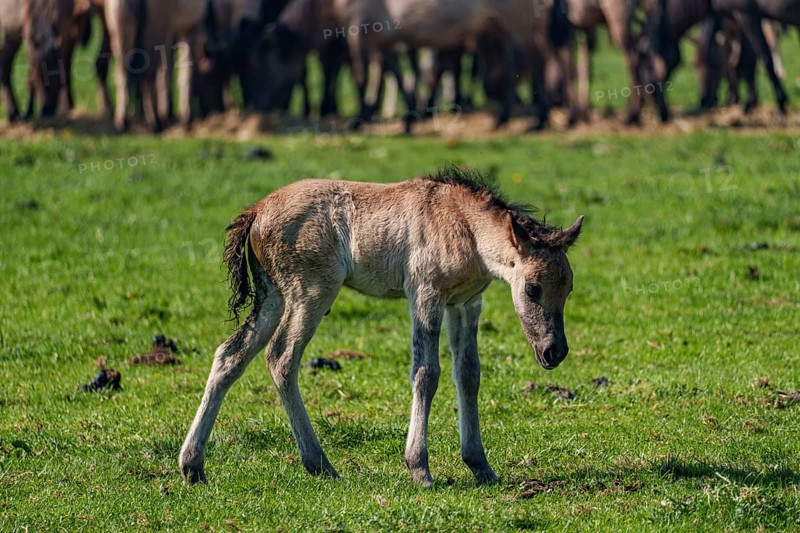 A young foal stands alone on a green meadow, surrounded by a herd, dülmen, westphalia, münsterland, germany