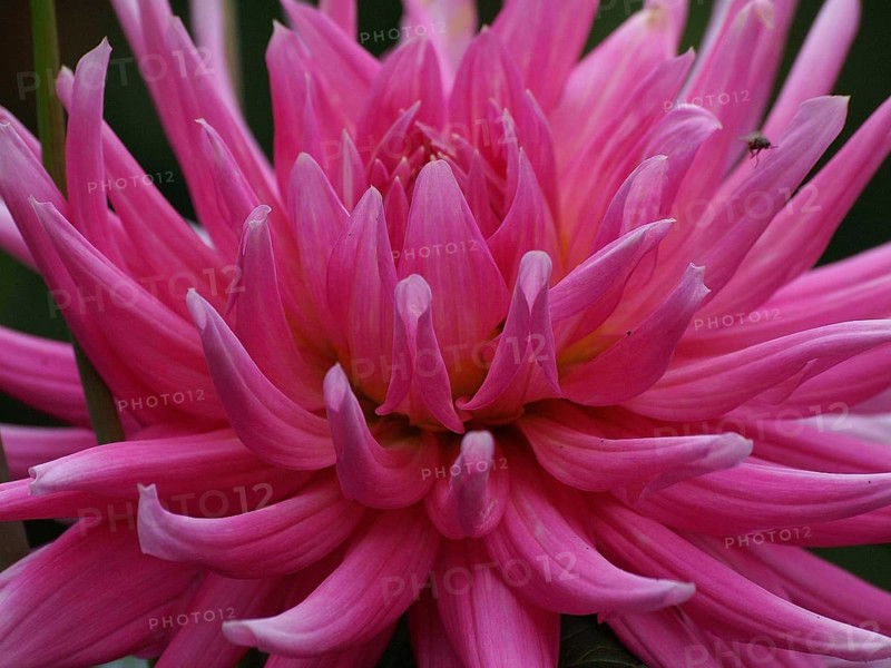 Macro photograph of a pink dahlia with detailed petals, Borken, Westphalia, Germany, Europe