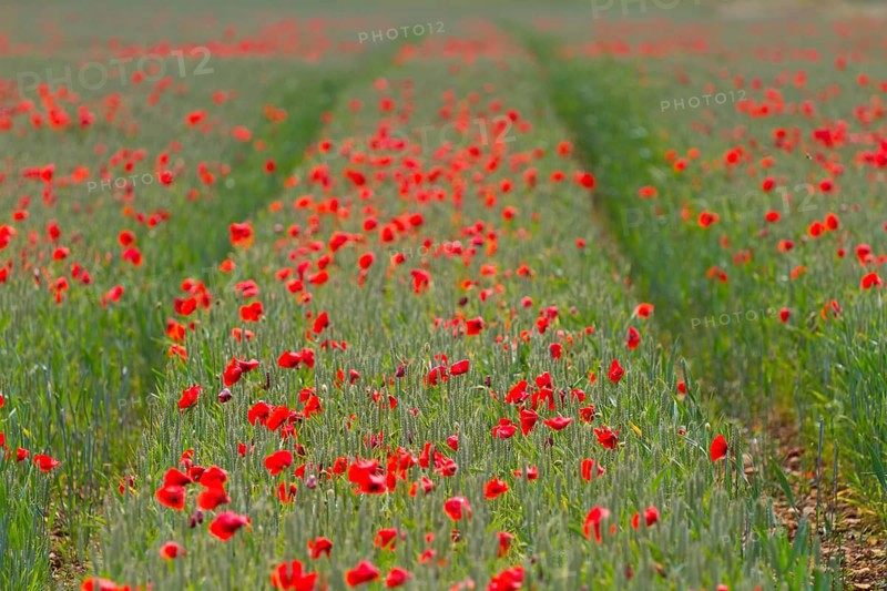 Row of red poppies on a field of wheat