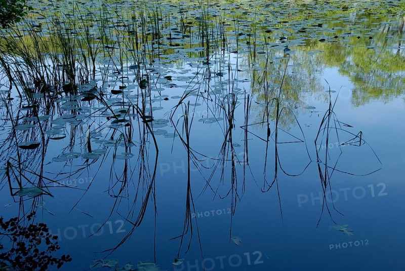 Reflection on the water at Wolfsmoor in Marienhölzung, Flensburg, Schleswig-Holstein, Germany, Europe
