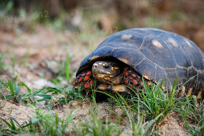 Red-footed tortoise facing camera in grass, Pantanal Wetlands, Mato Grosso, Brazil, South America