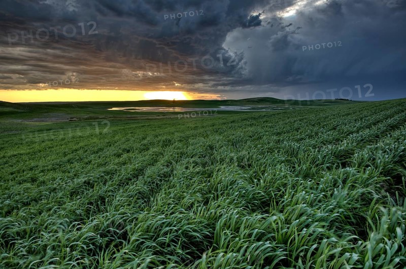 Sunset nad durum wheat crop storm clouds