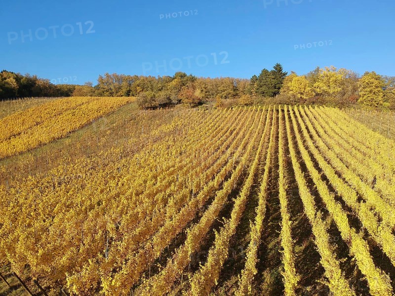 An image of a view over a vineyard at Alsace France in autumn light