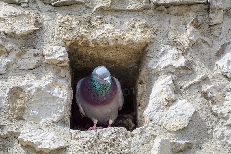 Pigeon in the Attic Window of an Old Building Szekesfehervar, Hungary, Europe