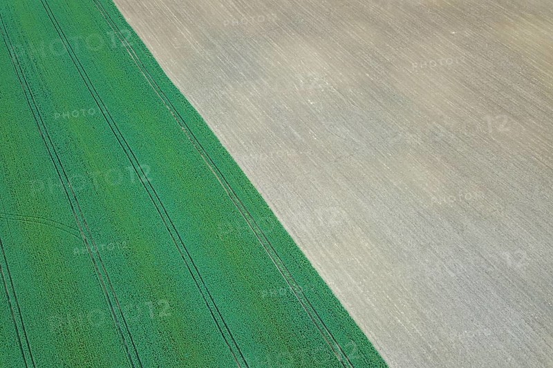 Rapeseed green field in spring, Agricultural land, Aerial View