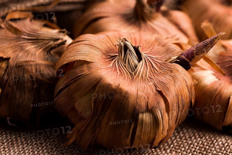 Gladiola bulbs ready to plant in the spring garden