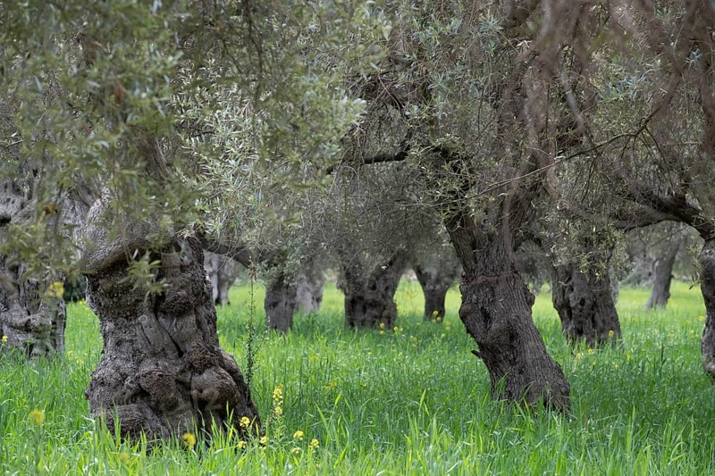 Centenary olive trees of Alqueria d'Avall, Bunyola, Majorca, Balearic Islands, Spain, Europe