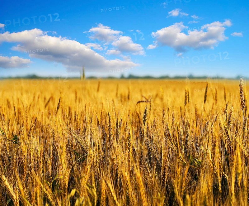 Wheat field with clouds on blue sky. Shallow deep of field