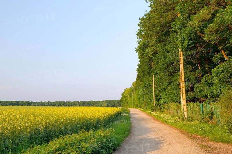 Yellow rape seed in the vertical landscape