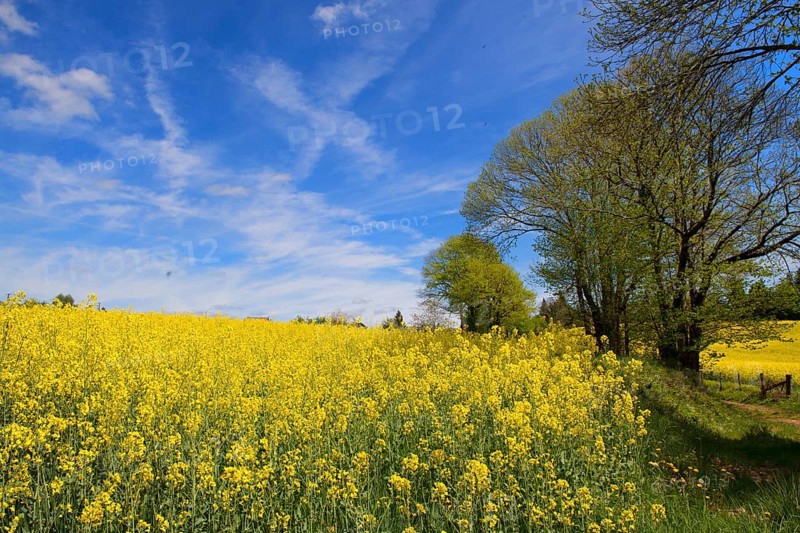 Limousin landscape with blooming yellow rape seed