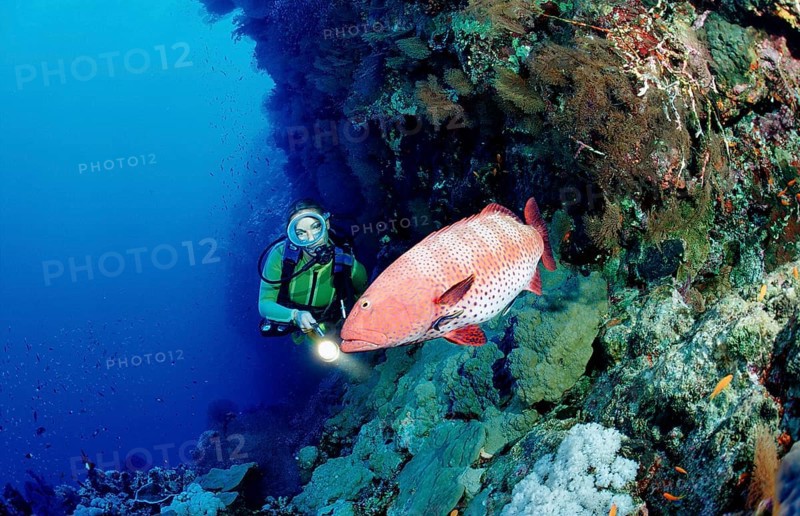 Diver and panther trout perch, Plectropomus pessuliferus, Egypt, Africa, Sinai, Dahab, Red Sea, Africa