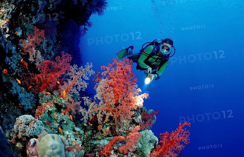 Diver and colourful coral reef, Egypt, Africa, Sinai, Ras Mohammed, Red Sea, Africa
