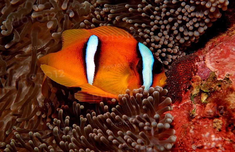 Red Sea Anemonefish, Amphiprion bicinctus, Djibouti, Djibouti, Africa, Afar Triangle, Gulf of Aden, Gulf of Tadjourah, Africa