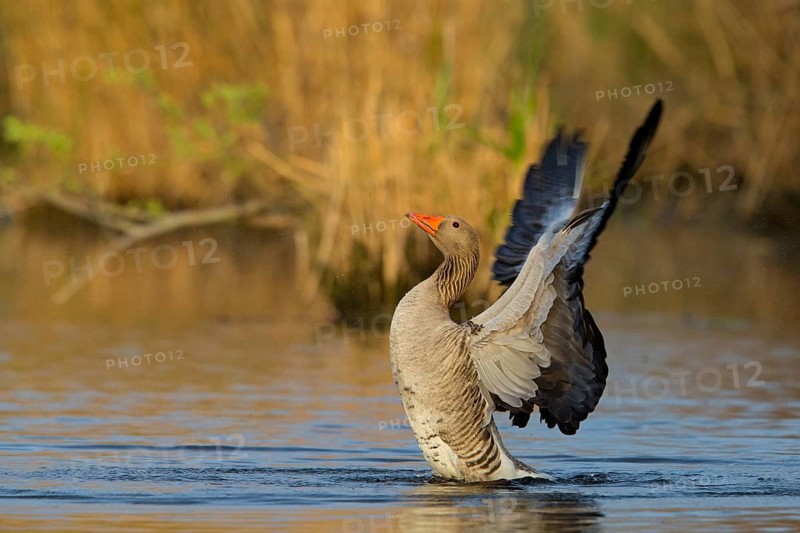 Greylag goose, (Anser anser), animals, birds, goose, geese, field geese, family of ducks, bathing in the lake, Wagbachniederung, Ladenburg, Baden-Württemberg, Federal Republic of Germany