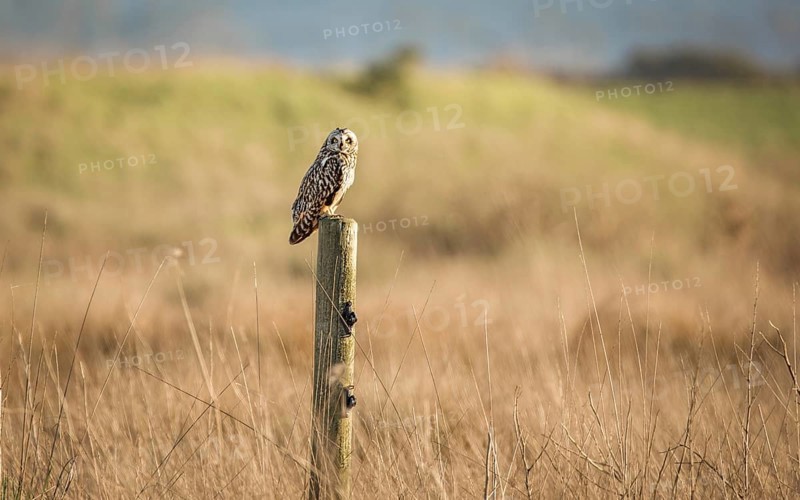 Wild Owl in Nature, Color Image, Northern California, USA, North America