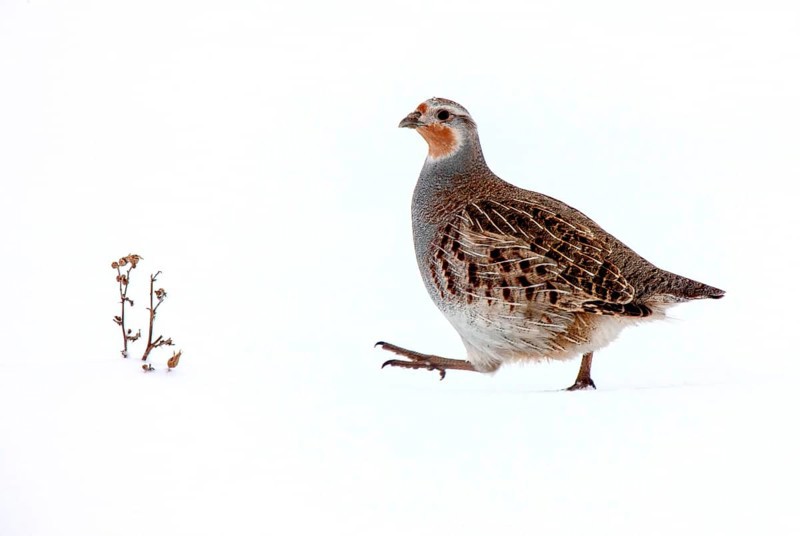 Partridge in Saskatchewan Canada season Prairie Scene