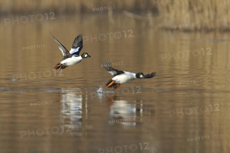 Goldeneye duck male in flight, Bucephala clangula, Male Common Goldeneye duck