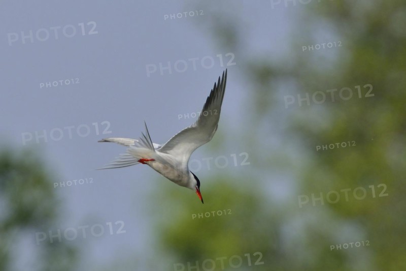 Common tern in flight. Common Tern in the morning sun