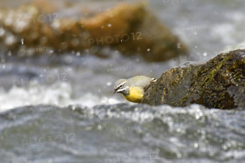 Grey wagtail in spring. Grey wagtail looking for food