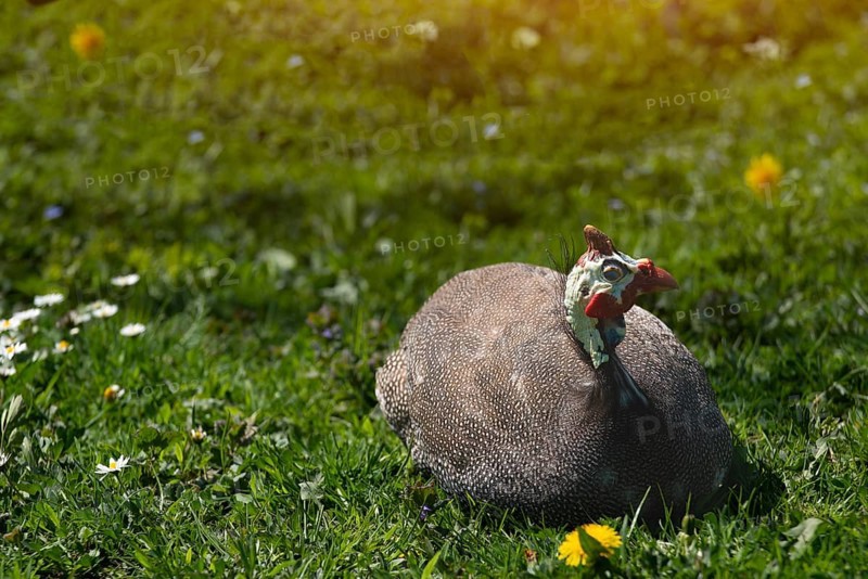 Guinea fowl grazing on green backyard grass