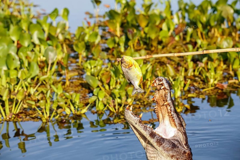 Yacare caiman jumps out of water for and caught a piranha, Pantanal Wetlands, Mato Grosso, Brazil, South America
