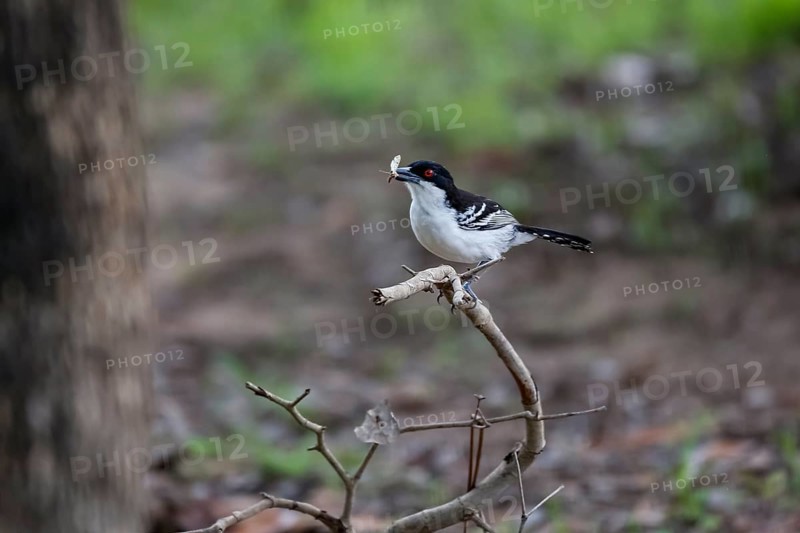 Great antshrike with an insect in its beak perched on a bare branch in forest, Pantanal Wetlands, Mato Grosso, Brazil, South America