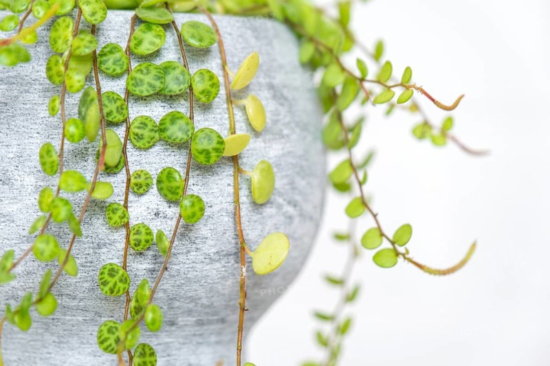 Long lashes of peperomium prostrate in a concrete pot hang with round turtle leaves. Peperomy close-up in the interior on a white background, an ornamental plant