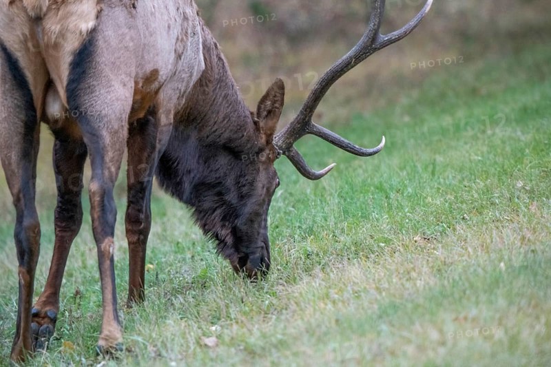 Wild Elk Close up Northern Saskatchewan Bull